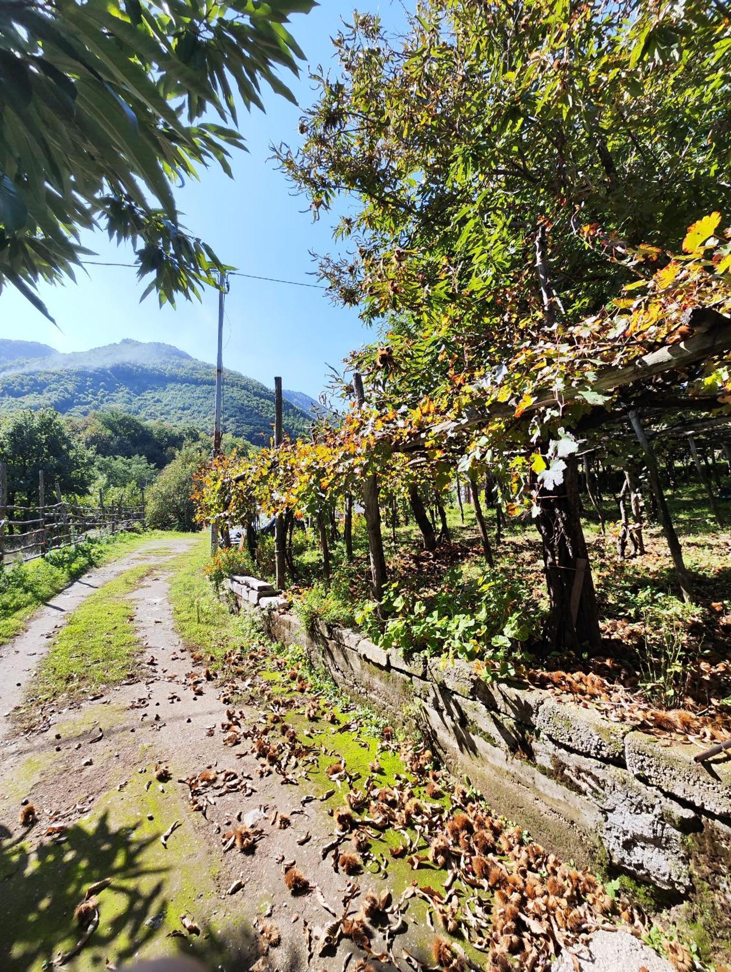 Il Vigneto Villa Tramonti Exterior photo
